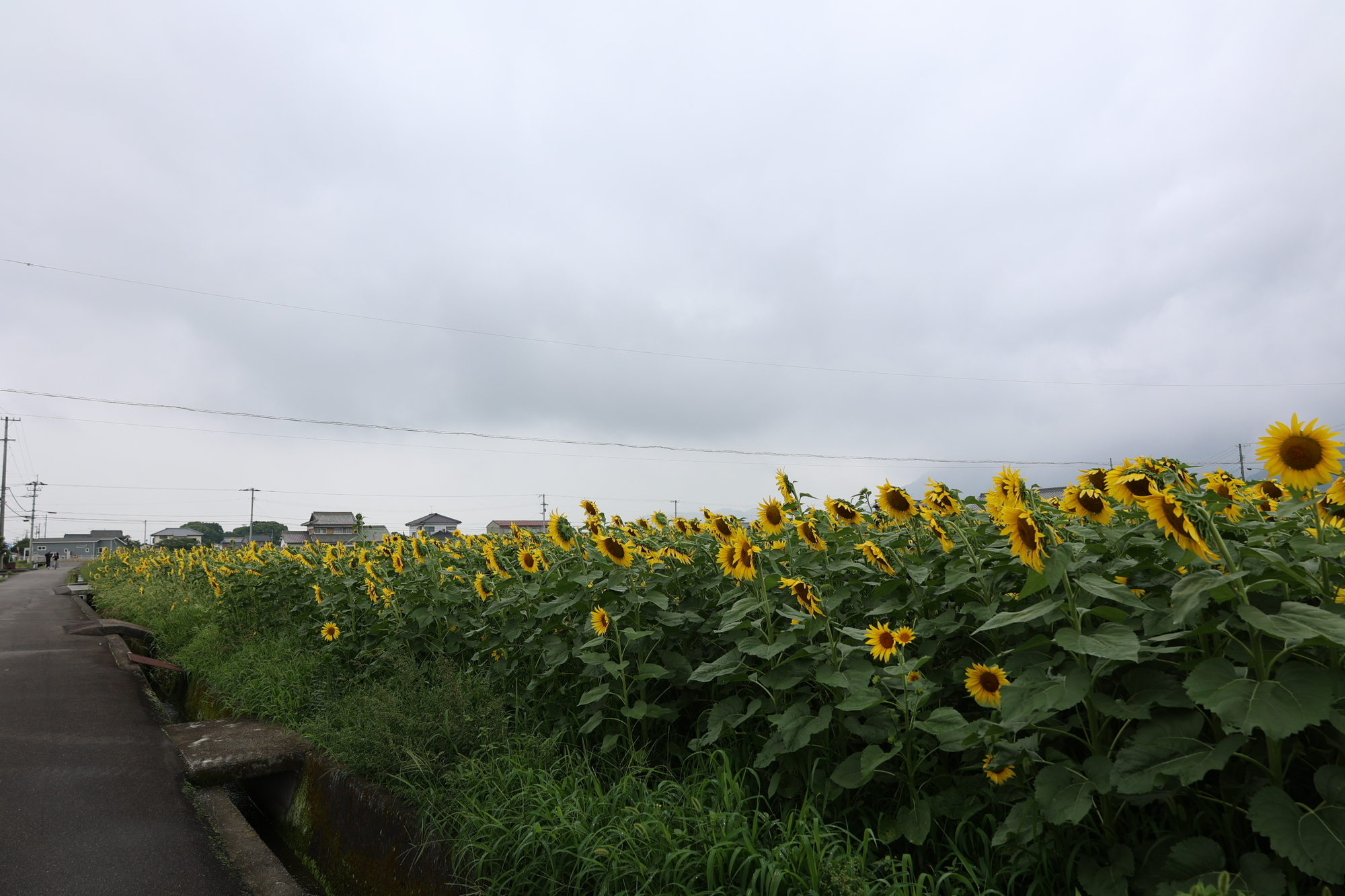 f:id:Logosuke:20210703095350j:plain