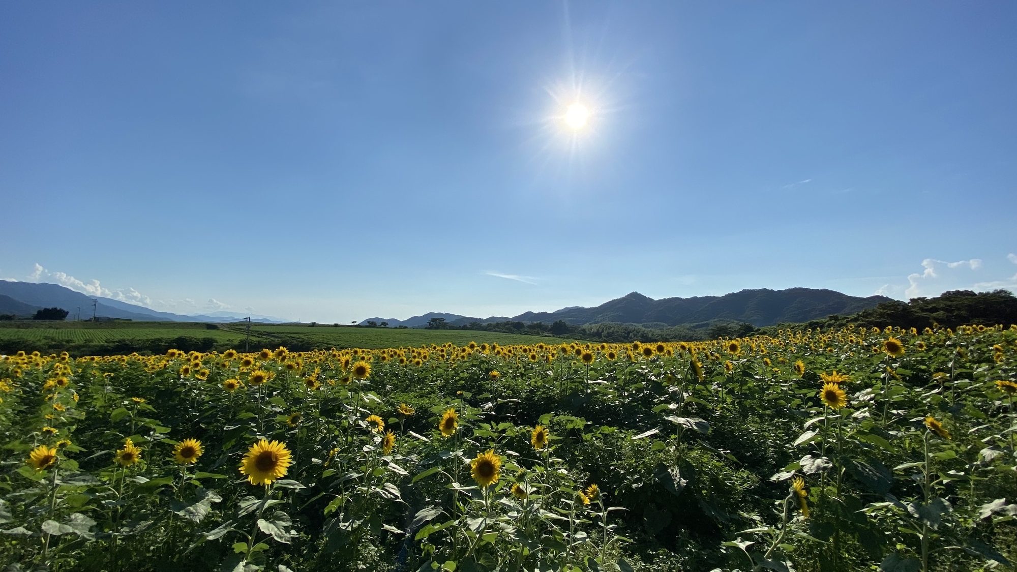 f:id:Logosuke:20210711164939j:plain