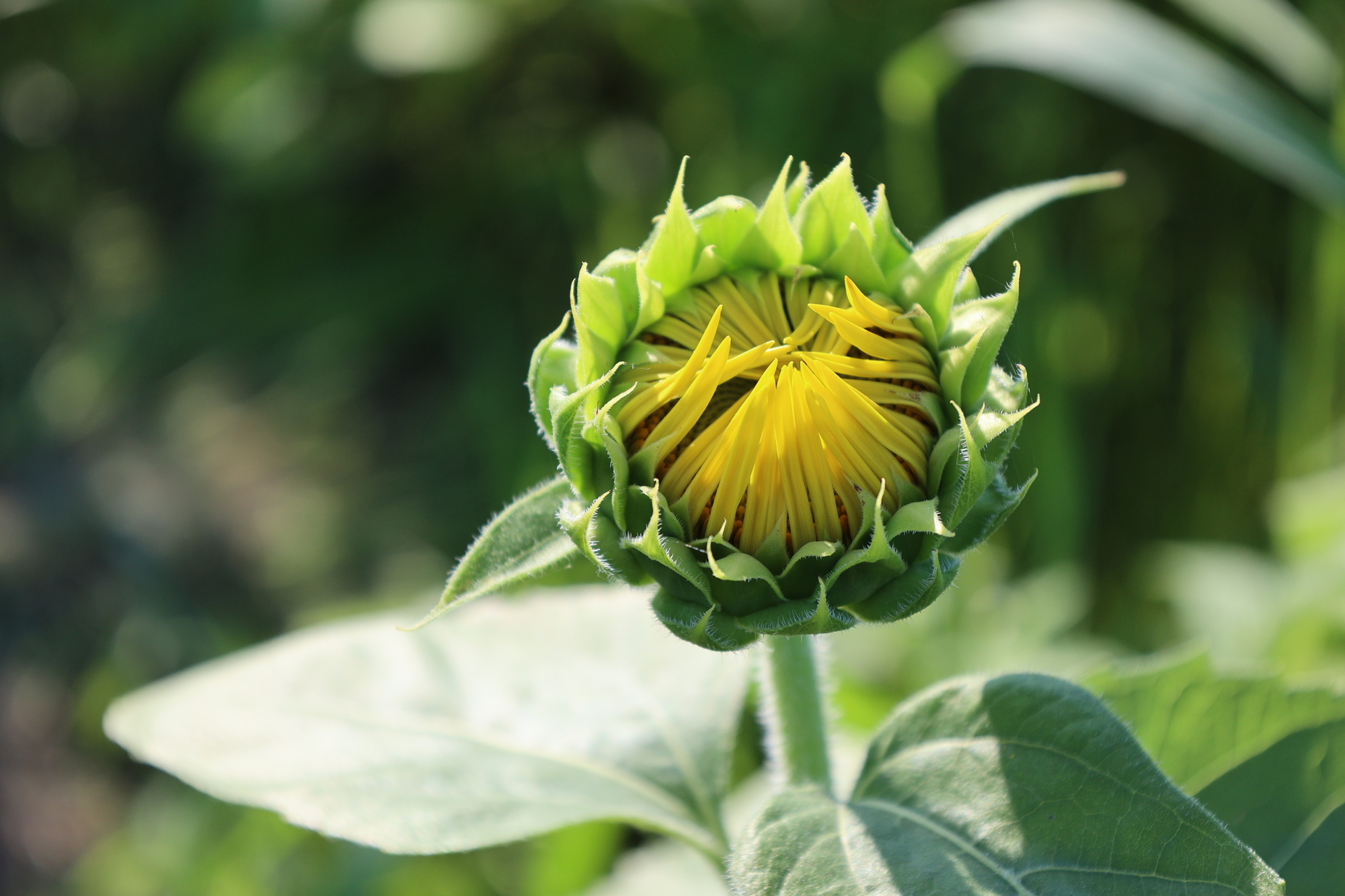 f:id:Logosuke:20210711171019j:plain