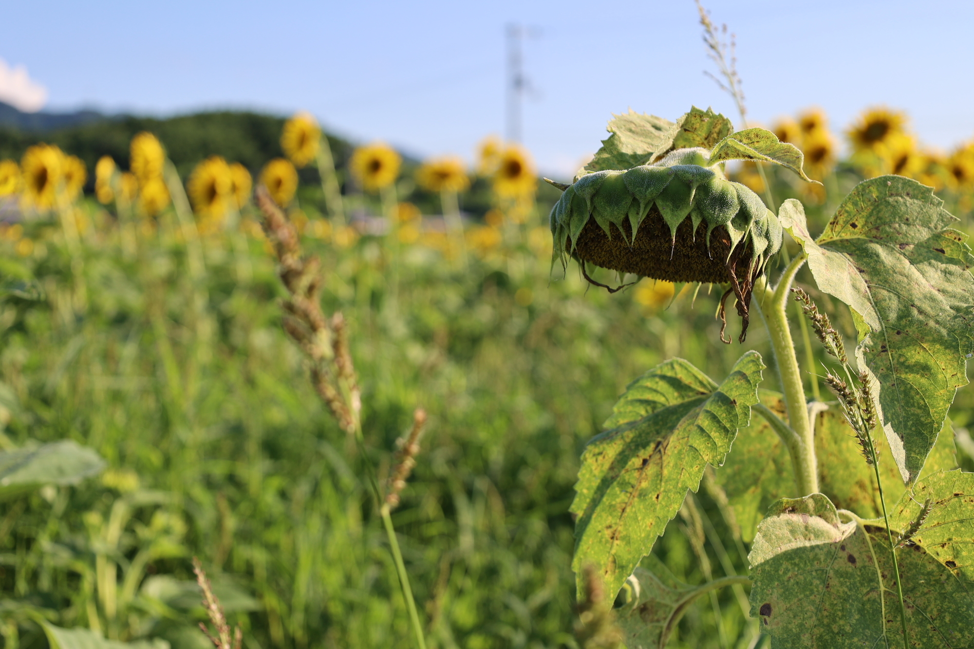 f:id:Logosuke:20210711171241j:plain