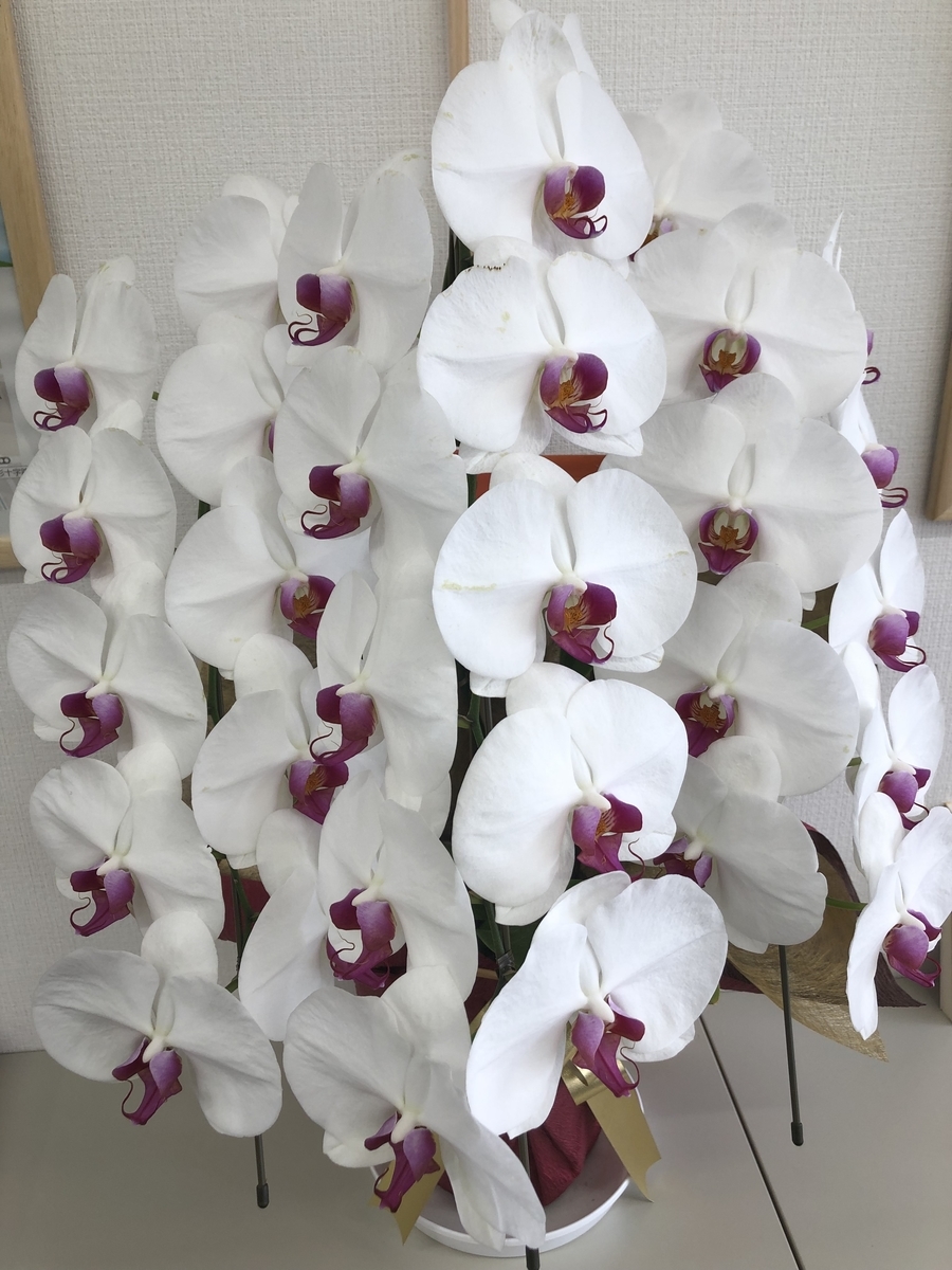 f:id:Lonron:20190501144009j:plain f:id:Lonron:20190501144009j:plain