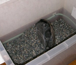 f:id:LooGoGo:20091224222840j:image