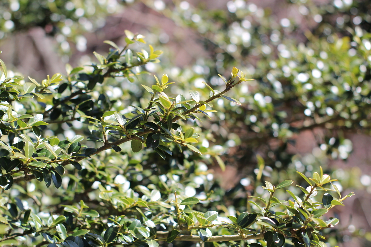 f:id:Loosely:20210316084005j:plain