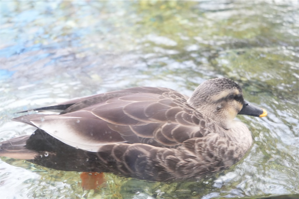 f:id:Lothar:20240218152128j:image
