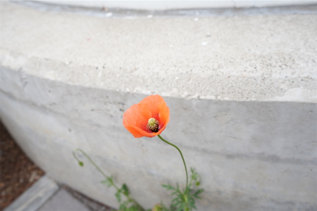 f:id:Lothar:20240406213522j:image f:id:Lothar:20240406213522j:image