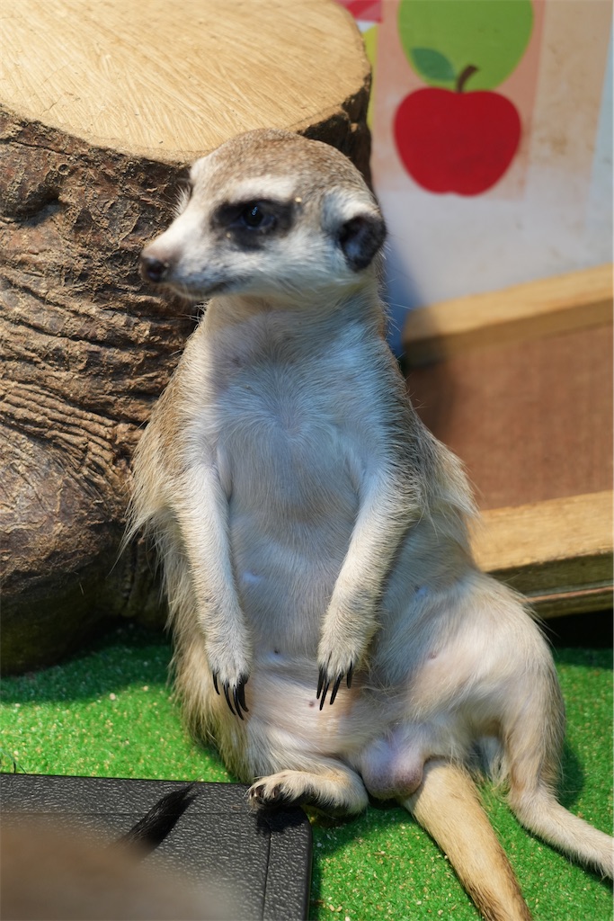 f:id:Lothar:20241013201259j:image