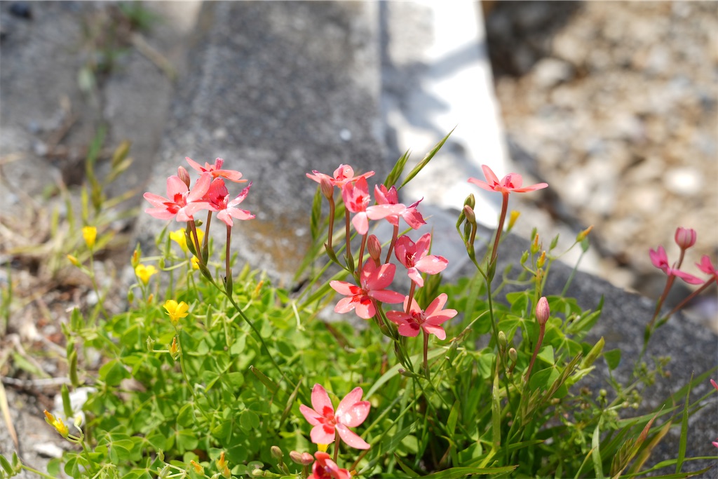 f:id:Lothar:20250503162235j:image f:id:Lothar:20250503162235j:image
