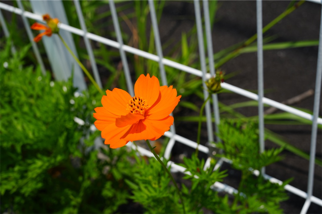 f:id:Lothar:20250628181952j:image