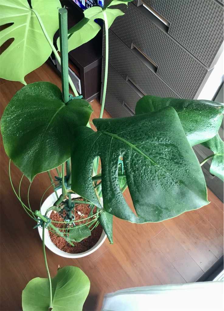 f:id:Lotus20079:20241026144815j:image f:id:Lotus20079:20241026144815j:image