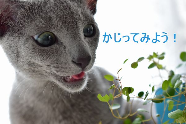 f:id:LoveRussianBlue:20170701231126j:plain