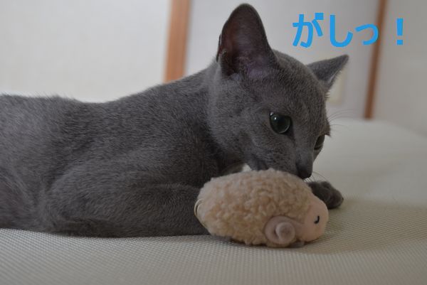 f:id:LoveRussianBlue:20170701231233j:plain