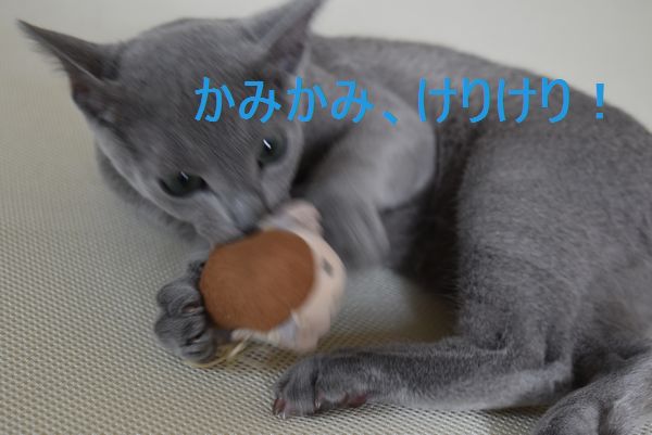 f:id:LoveRussianBlue:20170701231302j:plain
