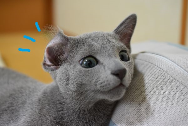 f:id:LoveRussianBlue:20170702200331j:plain