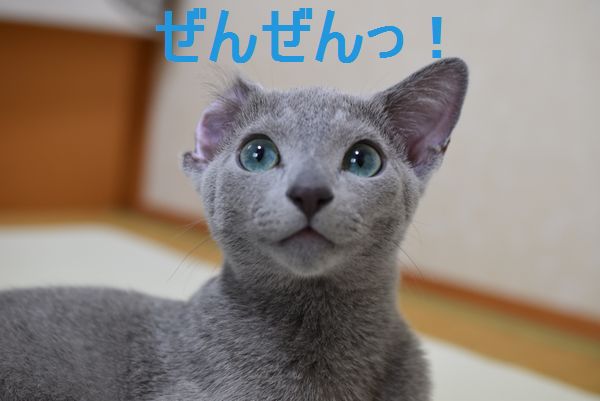 f:id:LoveRussianBlue:20170702201545j:plain