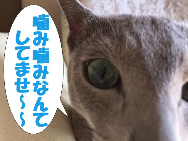 f:id:LoveRussianBlue:20171120020744j:plain