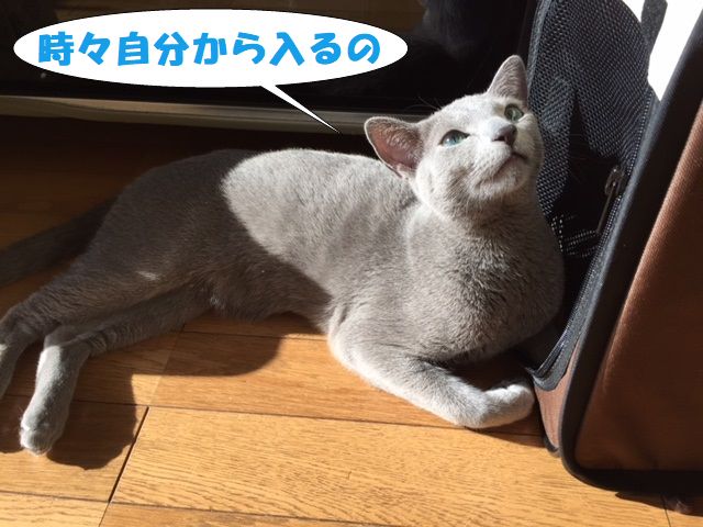f:id:LoveRussianBlue:20171213225240j:plain