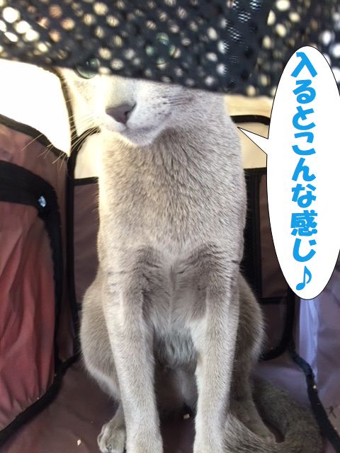 f:id:LoveRussianBlue:20171213225312j:plain