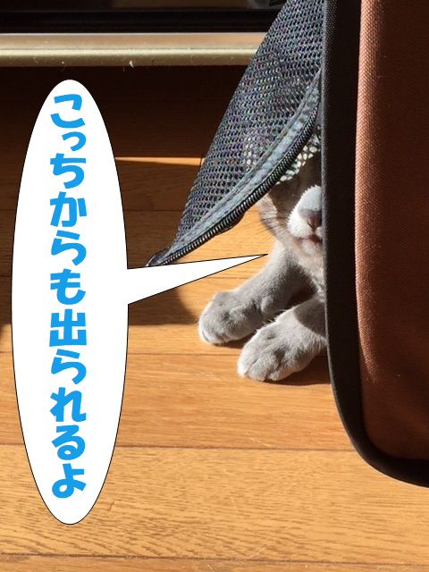 f:id:LoveRussianBlue:20171213225516j:plain