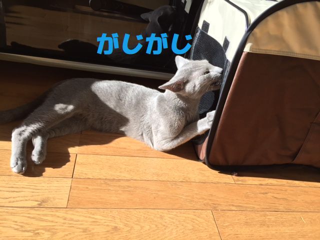 f:id:LoveRussianBlue:20171213225824j:plain