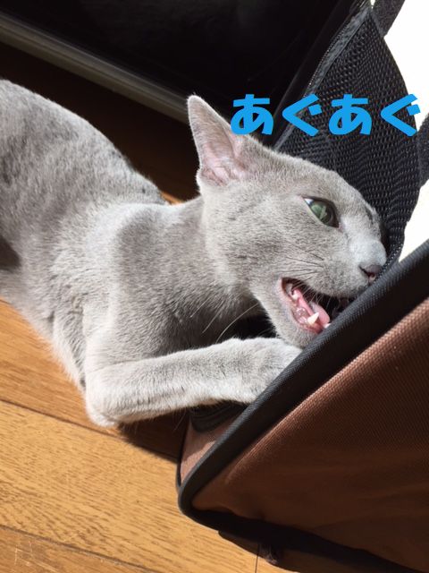 f:id:LoveRussianBlue:20171213230002j:plain