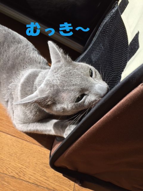 f:id:LoveRussianBlue:20171213230025j:plain