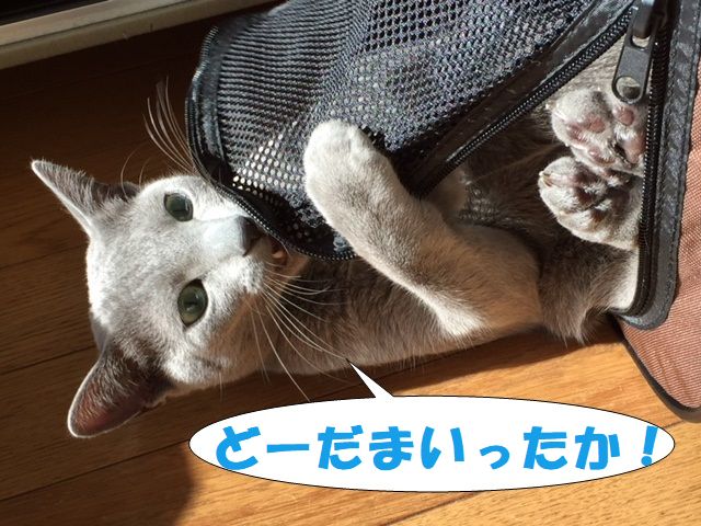 f:id:LoveRussianBlue:20171213230809j:plain
