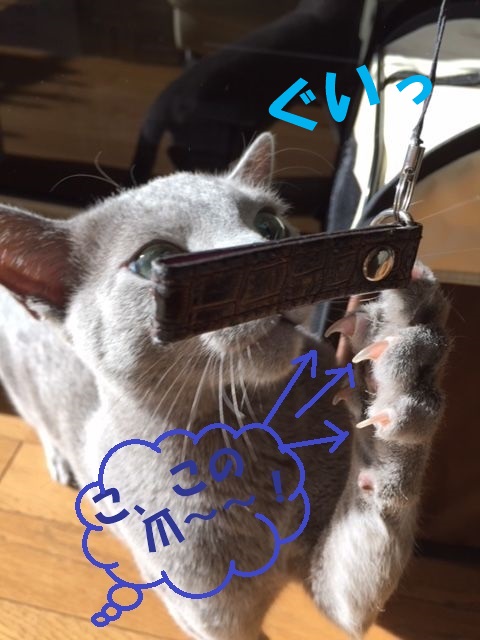 f:id:LoveRussianBlue:20171213231134j:plain