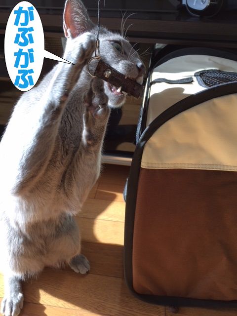 f:id:LoveRussianBlue:20171213231217j:plain