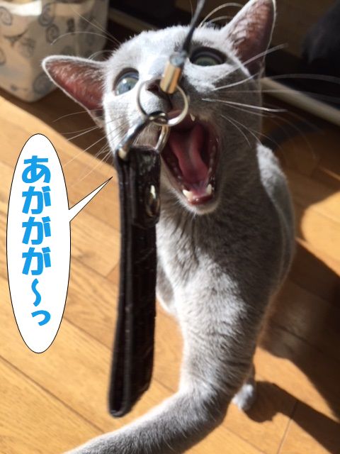 f:id:LoveRussianBlue:20171213231323j:plain