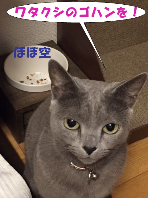 f:id:LoveRussianBlue:20171213233138j:plain