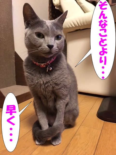 f:id:LoveRussianBlue:20171213233223j:plain