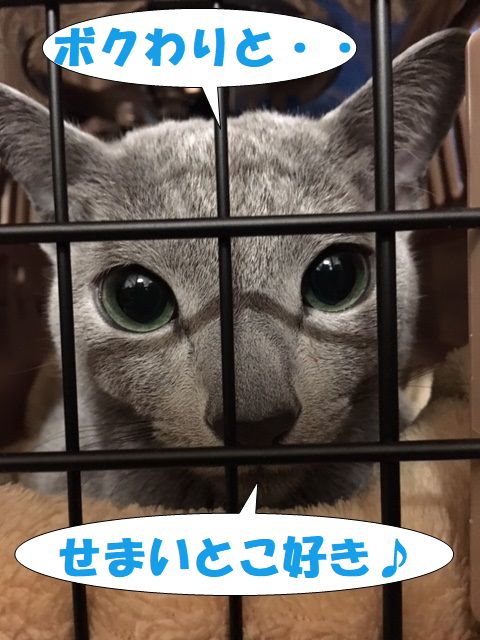 f:id:LoveRussianBlue:20171213233625j:plain