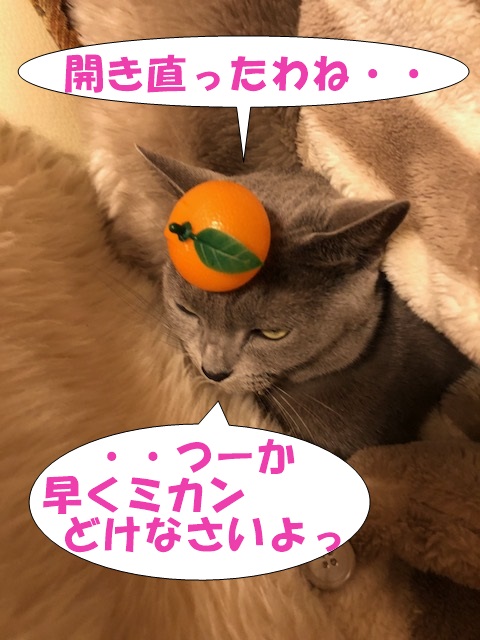 f:id:LoveRussianBlue:20180113004513j:plain