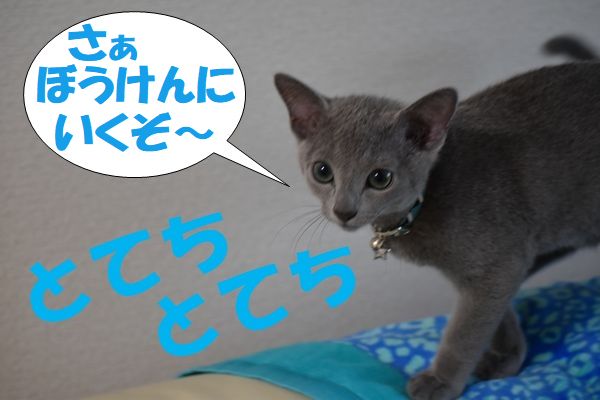 f:id:LoveRussianBlue:20180113004840j:plain