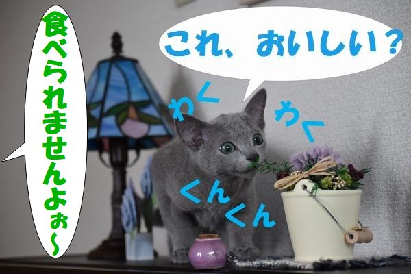 f:id:LoveRussianBlue:20180113005126j:plain