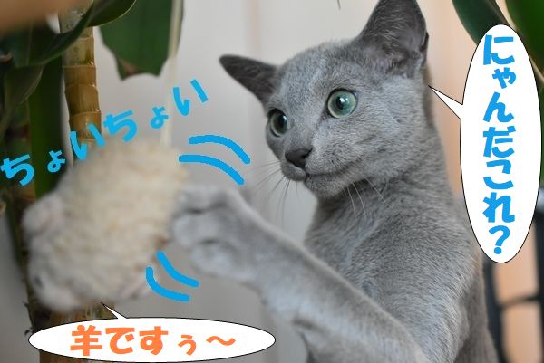 f:id:LoveRussianBlue:20180113005333j:plain