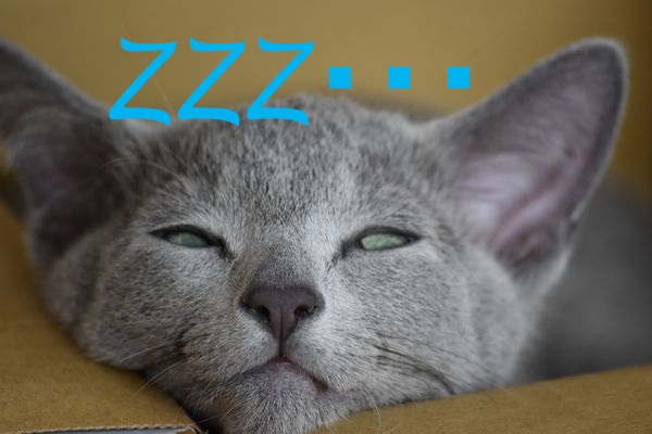 f:id:LoveRussianBlue:20180113005932j:plain