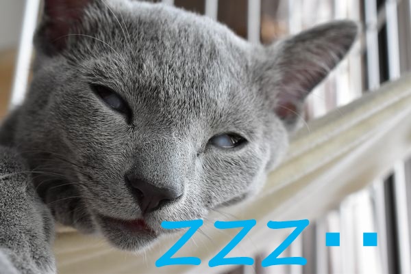 f:id:LoveRussianBlue:20180113010013j:plain