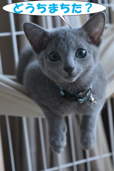 f:id:LoveRussianBlue:20180113010641j:plain