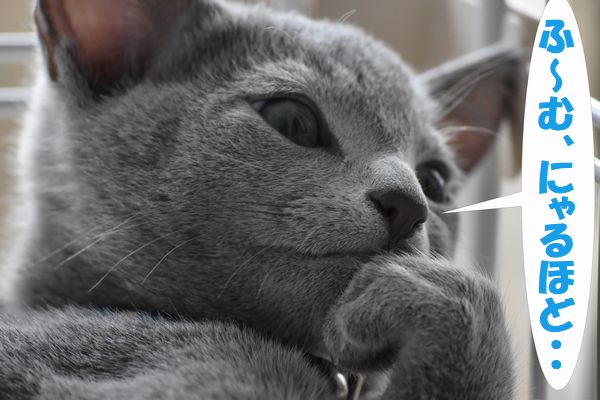 f:id:LoveRussianBlue:20180113010842j:plain