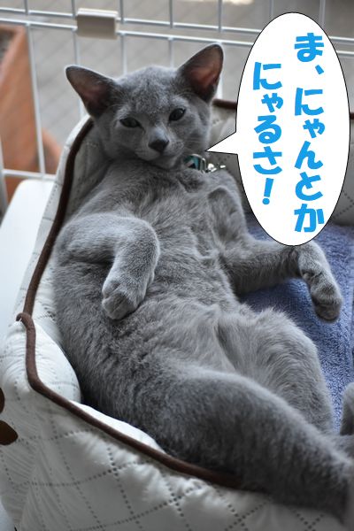 f:id:LoveRussianBlue:20180113011013j:plain