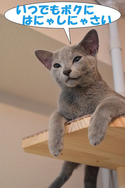 f:id:LoveRussianBlue:20180113011403j:plain