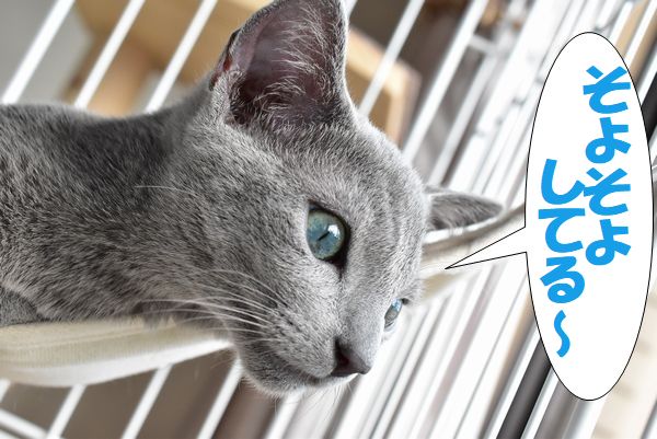 f:id:LoveRussianBlue:20180113013014j:plain