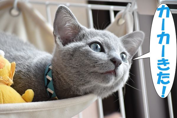 f:id:LoveRussianBlue:20180113013104j:plain