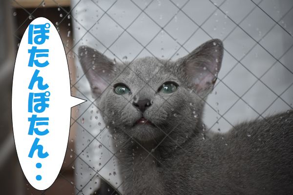 f:id:LoveRussianBlue:20180113013135j:plain