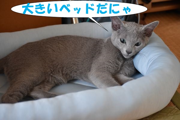 f:id:LoveRussianBlue:20180113013525j:plain