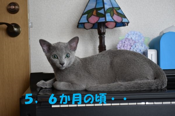 f:id:LoveRussianBlue:20180113013850j:plain