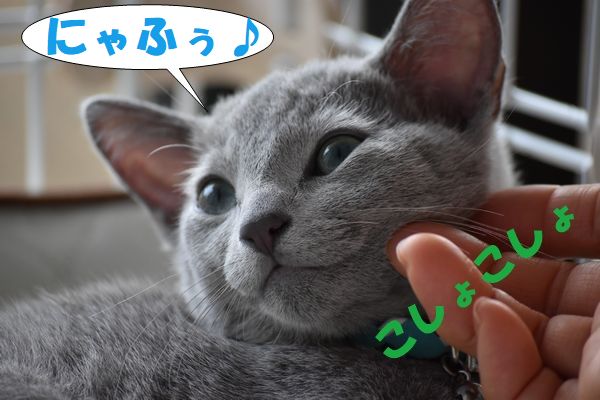 f:id:LoveRussianBlue:20180113013932j:plain