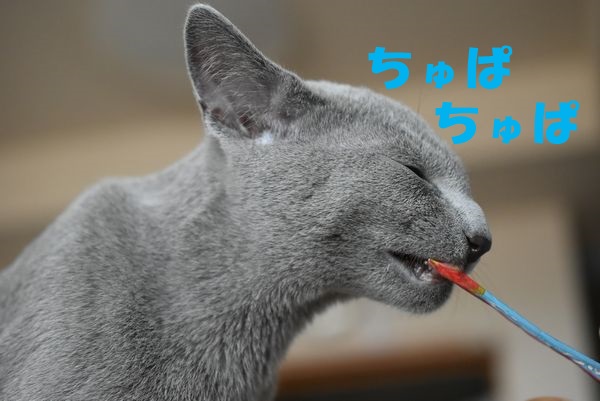 f:id:LoveRussianBlue:20180113014144j:plain