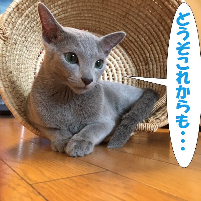 f:id:LoveRussianBlue:20180113015245j:plain